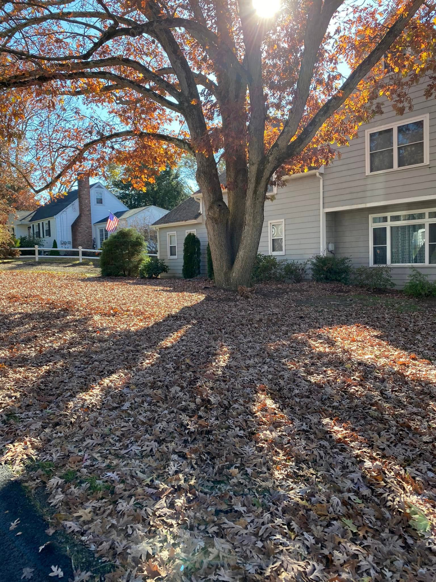Front lawn covered in fallen oak and maple leaves in Norwood, Massachusetts