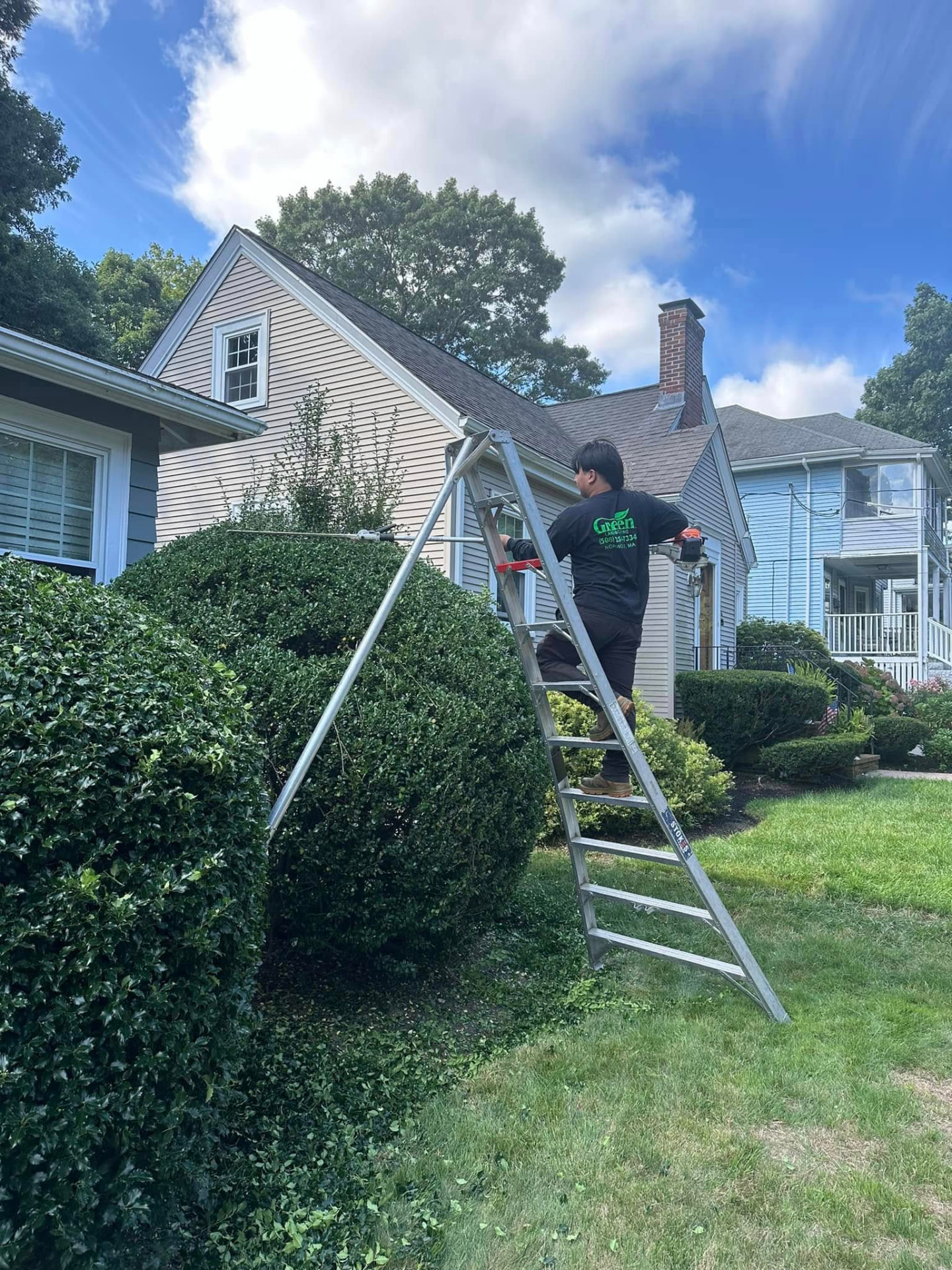 Gloved hands trimming a green boxwood hedge with shears