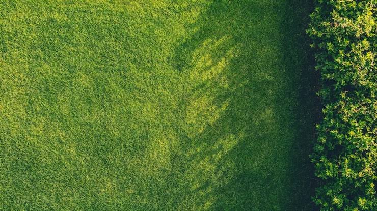 Overhead view of a thick green lawn beside a trimmed hedge